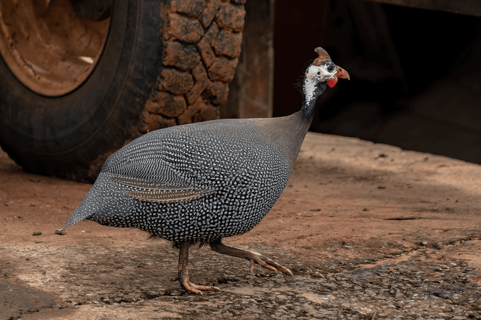 The Most Popular Domestic Backyard Birds Beyond Chickens in 2023