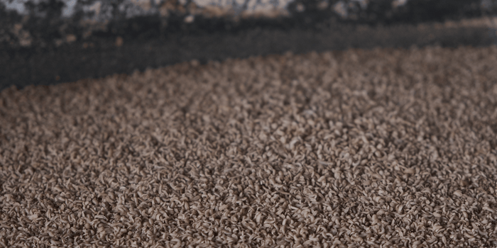 Harvesting black soldier fly BSF larvae