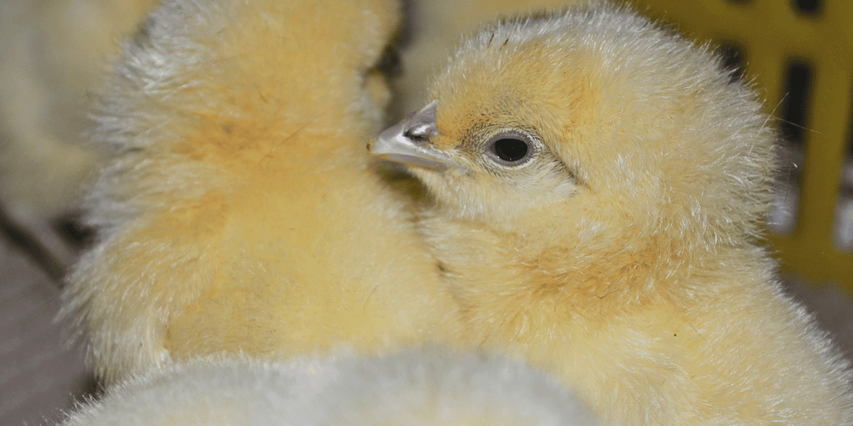 Incubation 101: Successfully Hatching Your Own Chicks | Supreme Grubs