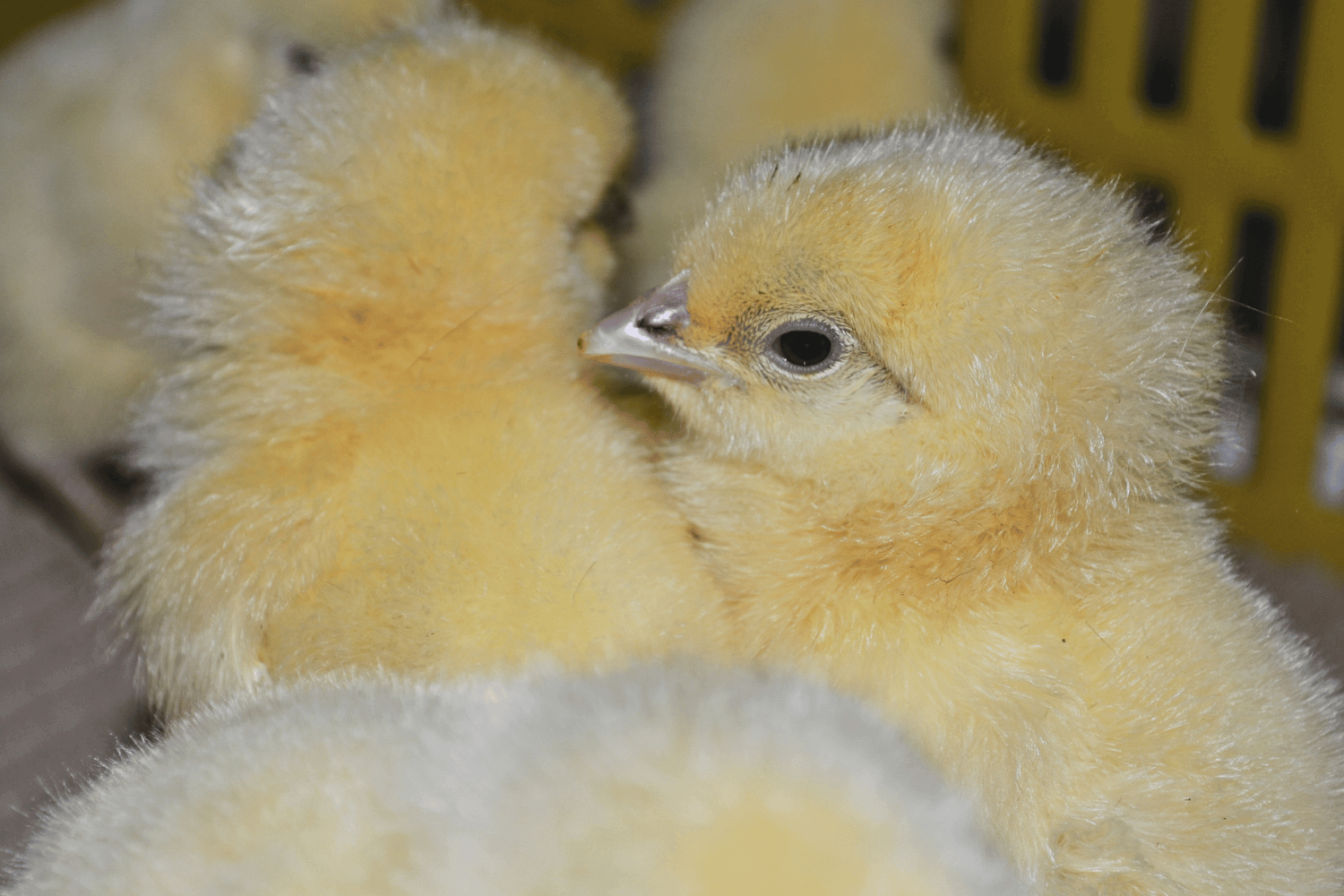 Hatched chicks