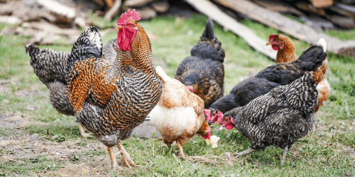 Healthy backyard chickens having some clucking good treats