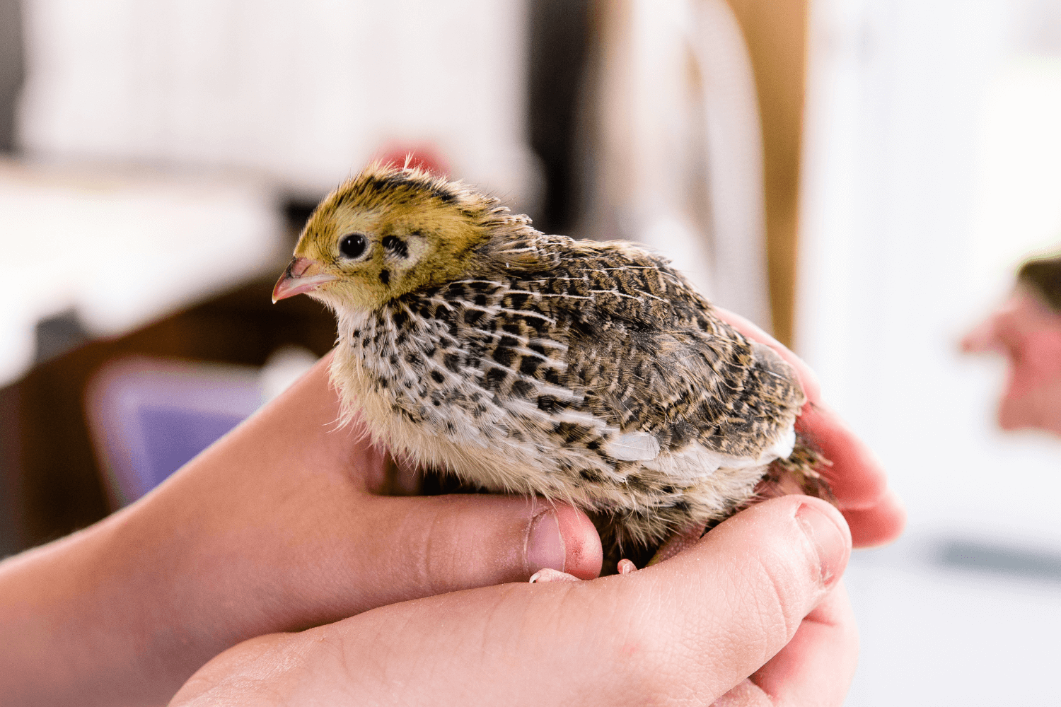 Holding a small cute quail