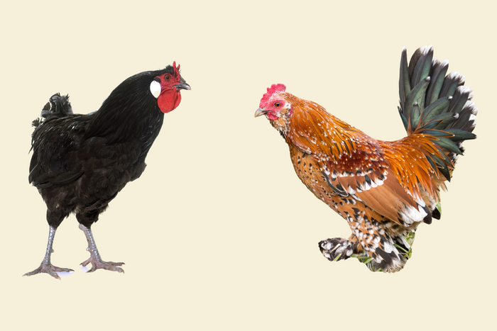 Interesting Chicken Breeds From Around The World