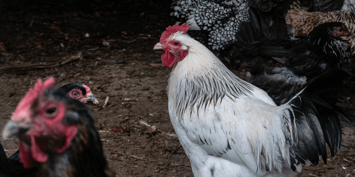 Newly arrived white feathered chicken joins the backyard flock