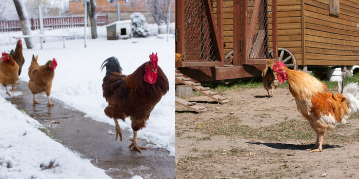 Rooster and Hens roaming aroud in cold winter and Rooster in the backyard during hot summer