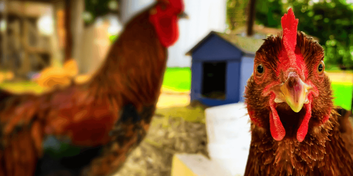Do Chickens Like Music? A Surprising Fact About Your Backyard Pets