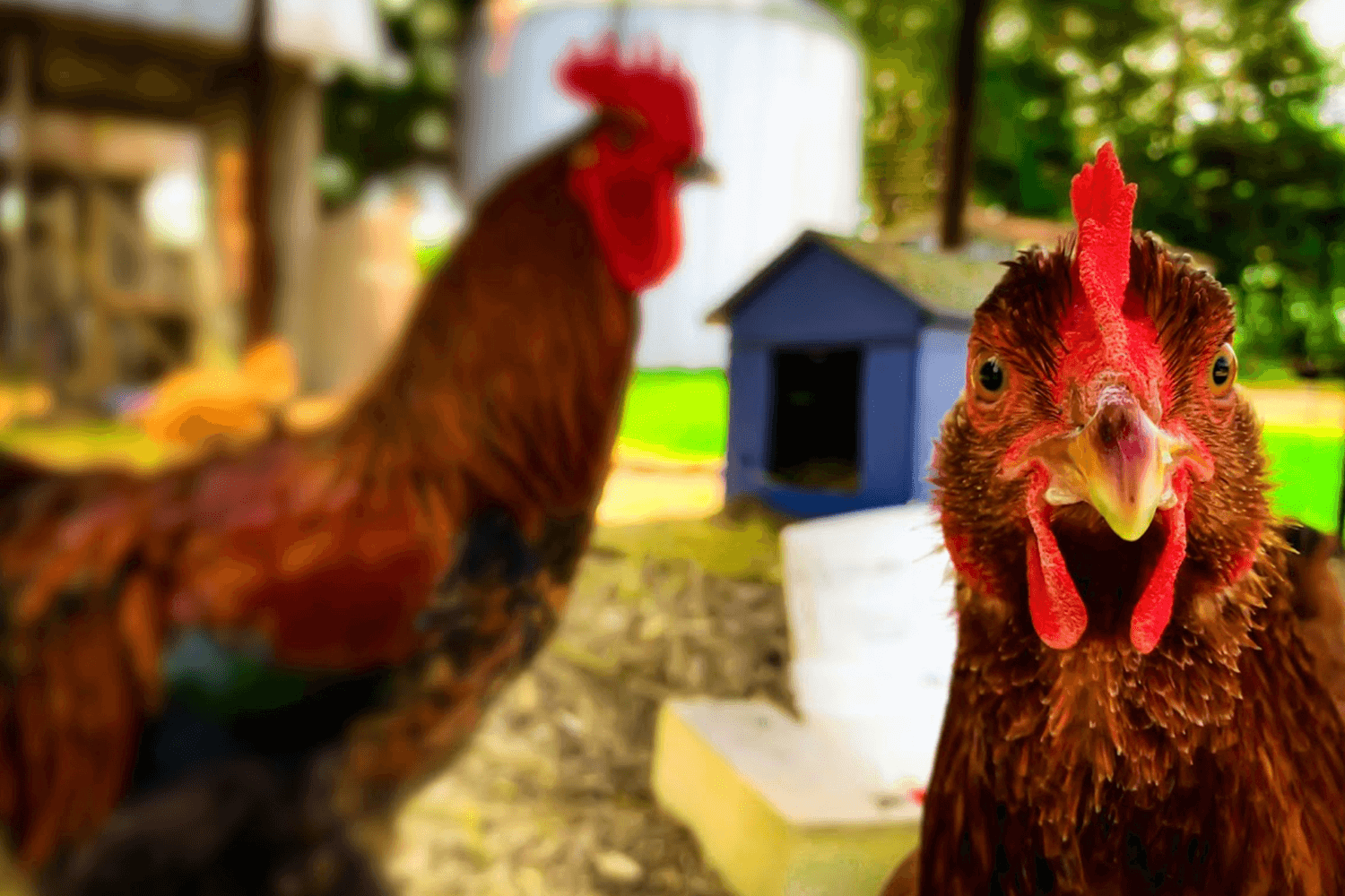 Do Chickens Like Music? A Surprising Fact About Your Backyard Pets!