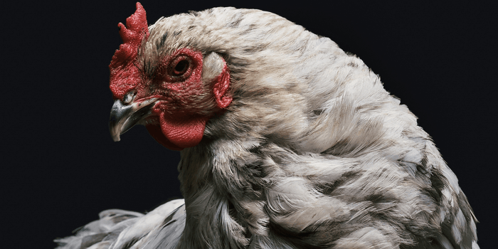 Eight Most Common Diseases That Affect Chickens