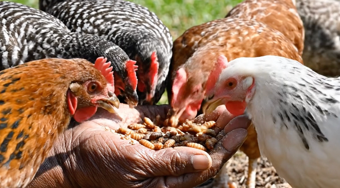 Mealworms vs Black Soldier Fly Larvae: Which Is Better for Chickens, Reptiles, and Backyard Flocks?