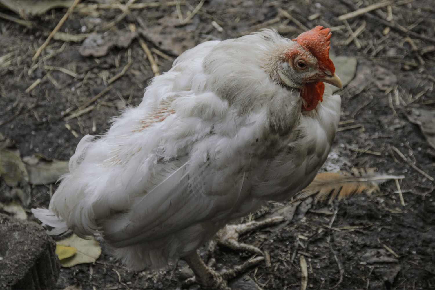 Sick backyard chicken losing feathers