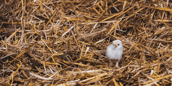 Small chick in a coop with fresh bedding