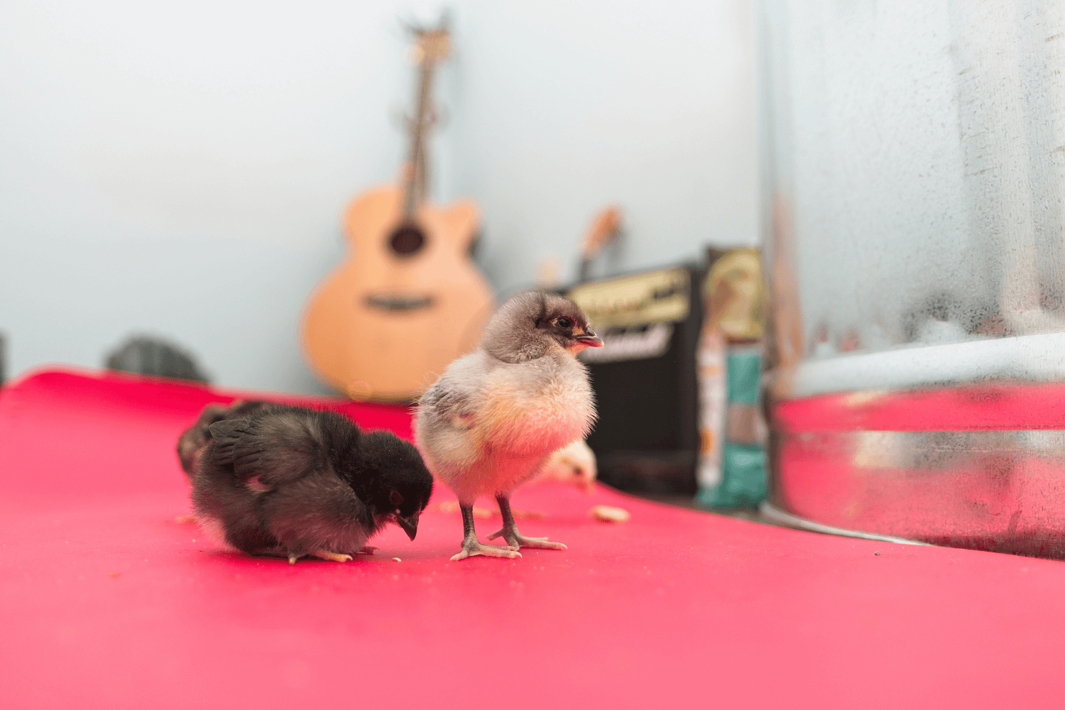 Small chicks roaming around at home