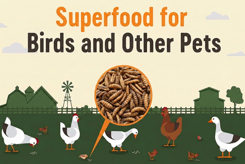 Supreme Grubs Superfood for birds and other pets