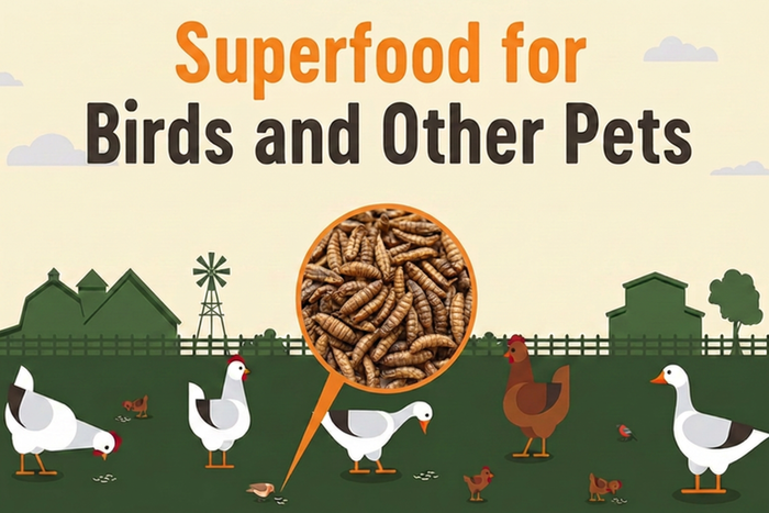 Supreme Grubs Superfood for birds and other pets