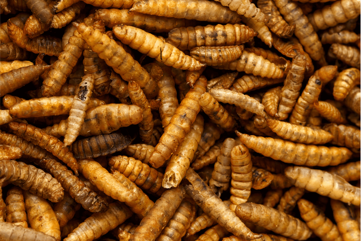Why Dried Grubs are the Best Treat for Your Backyard Flock