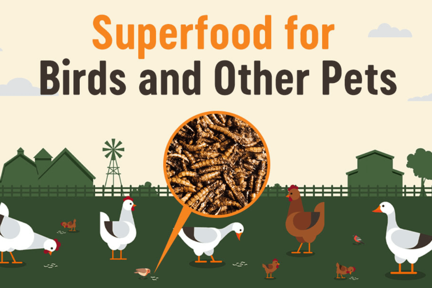 The Benefits of Feeding Your Chickens Supreme Grubs