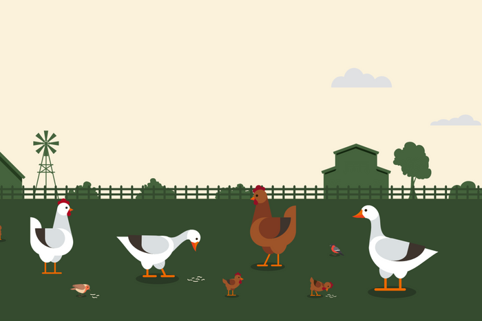 The benefits of Supreme Grubs dried black soldier fly larvae stronger immune system better gut health harder eggshells