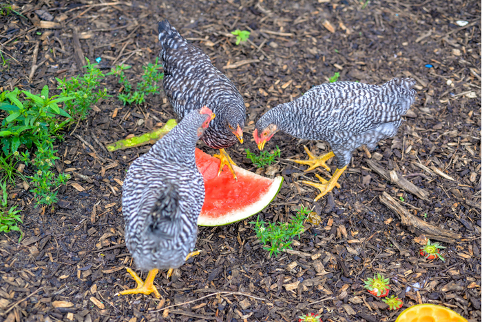 Three Plymouth Rock Chickens feasting on a watermelon treat in the garden