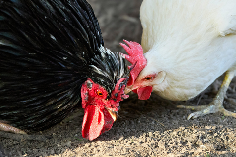 Two chickens clucking in the garden