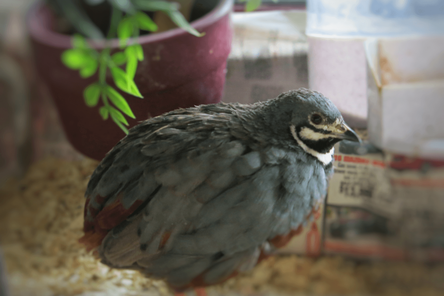Urban farming - Quails as perfect birds to keep at home