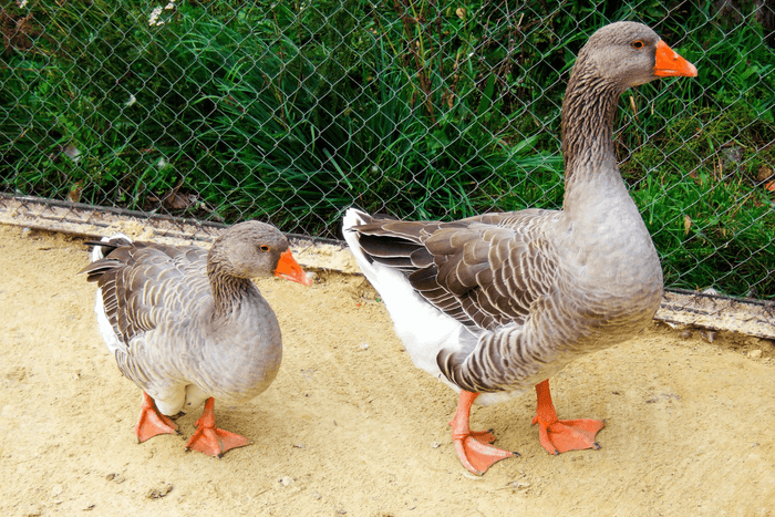 Dried Grubs for Feathered Friends: Which Birds Can Enjoy this Treat?