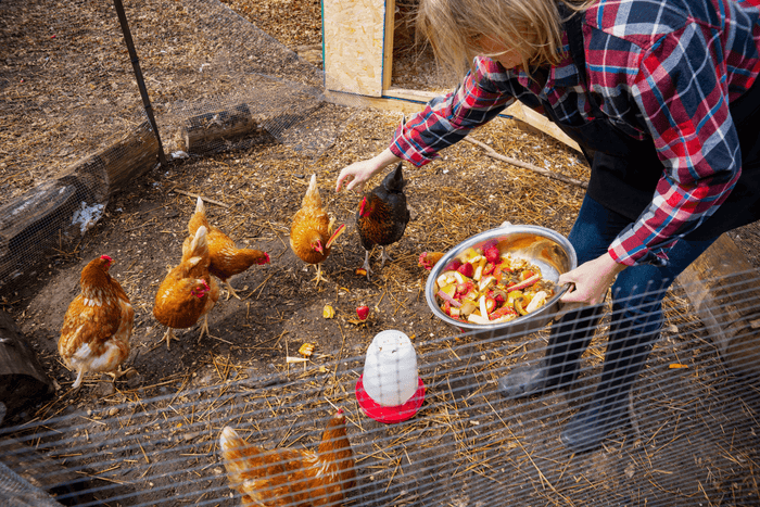 Here are the Foods You Should Never Give to Your Chickens