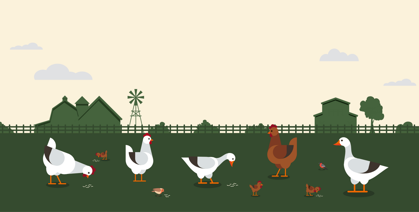 Chicken, ducks and birds clucking on some Dried Black Soldier Fly Larvae