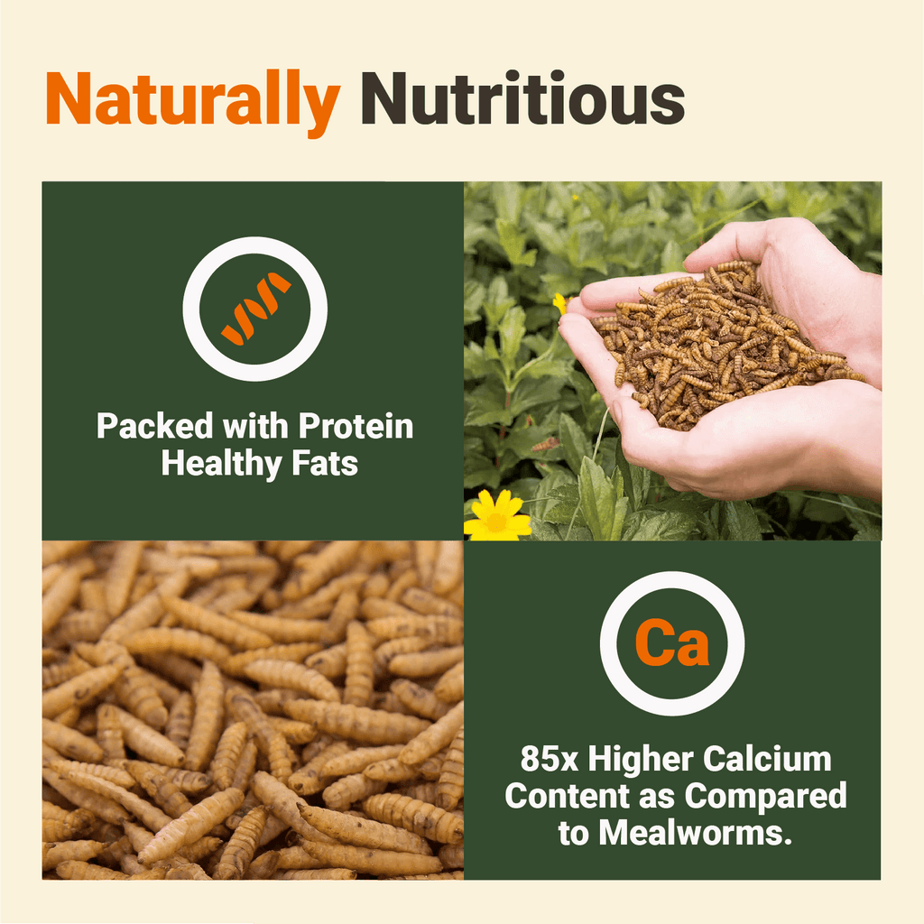 Black soldier fly larvae are naturally nutritious and delicious while being packed with Protein and Healthy fats and having 85 times more protein than mealworms
